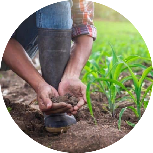 image of a smiling farmer in a paddyfield